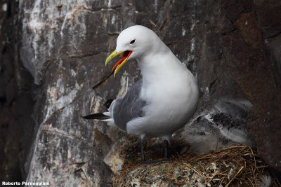 Rissa tridactyla (kittiwake - gabbiano tridattilo)