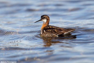 Phalaropus lobatus (red necked phalarope - falaropo beccosottile)