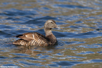 Somateria mollissima (eider - edredone)