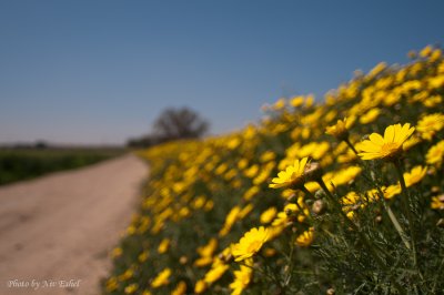 DSC_0011.jpg