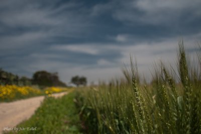 DSC_0018.jpg