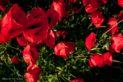 DSC_0157.jpg