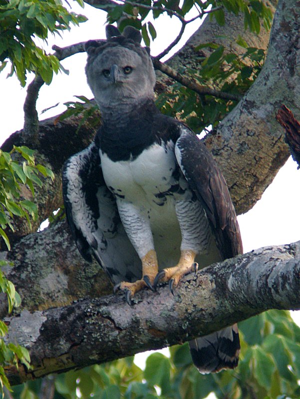 Harpy Eagle - Serra das Araras