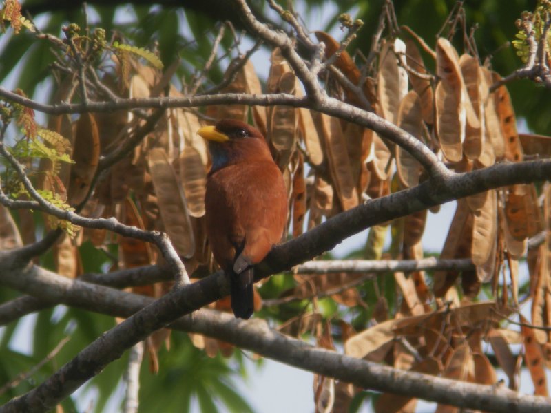 Blue-throated Roller