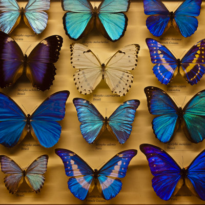 Exotic Butterfly Collection