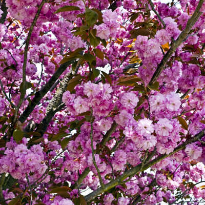 Cherry Blossoms