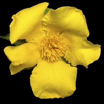 Yellow Petal Flower