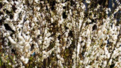 Wild Flowering Bush