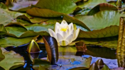 Floating Lotus Blossom