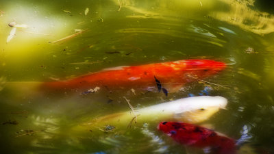 Red and White Koi Fish