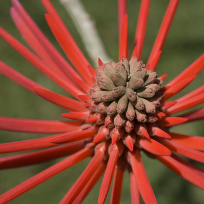 Flower of a Coral Tree (Erythrina speciosa) #2
