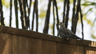 Bird Watching 2012