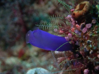 Raja Ampat tunicate2.jpg