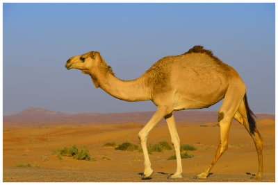 Camel