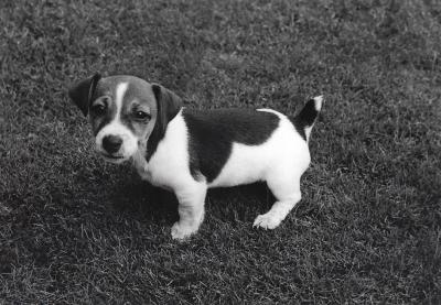idefix-puppy.jpg