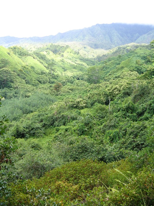 Kuilau Ridge Trail 1