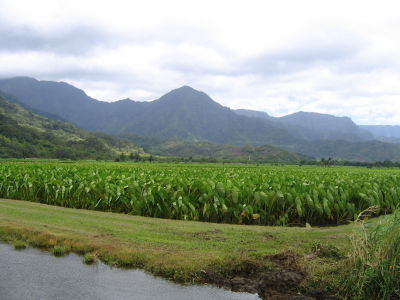 Taro field