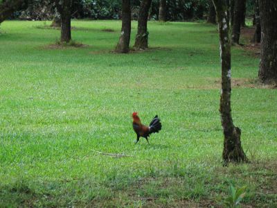 Rooster