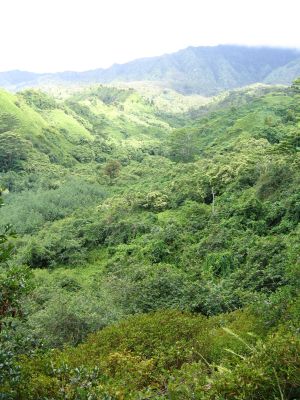 Kuilau Ridge Trail 1