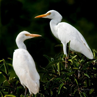 Two egrets 30 x 30 cm