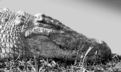Mara River Croc 45 x 30 cm