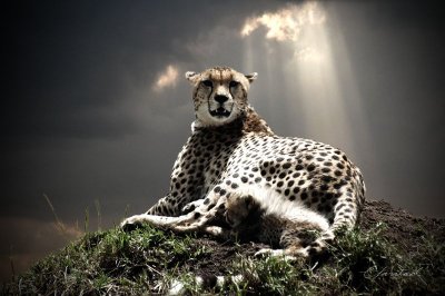 Cheetah & young 91 x 61 cm
