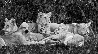 Lion Cubs2 61 x 35 cm