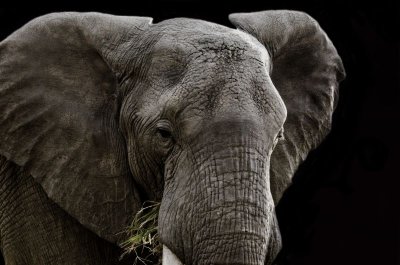 Mara Elephant 61 x 41 cm