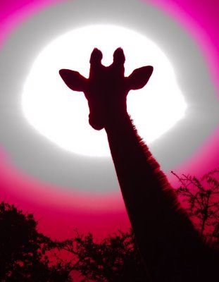 Giraffe Eclipse 55 x 80 cm