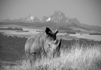 Lewa Rhino & Mt. Kenya 45 x 30 cm
