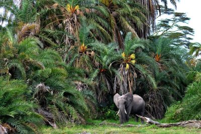 Palm Elephant 88 x 61 cm