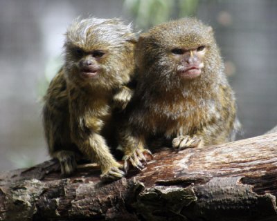 Pygmy Marmosets