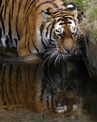 Tiger Contemplating His Reflection