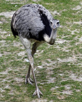 Common Rhea