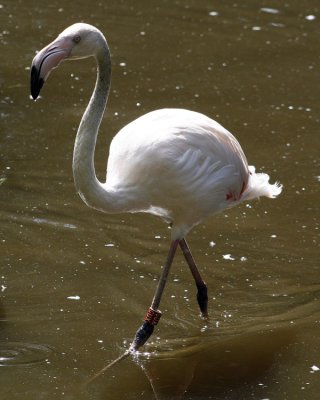 Euro-African Flamingo