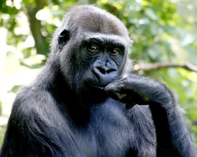 Naomi, a Lowland Gorilla, Ponders Her Fate