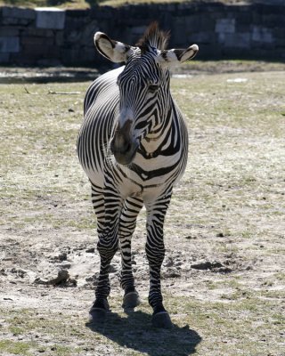 A Grevys Zebra