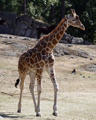 A Young Giraffe