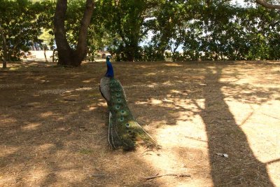 Peacock, Lokrum