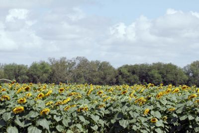 Sunflowers at Santa Ana refuge.jpg