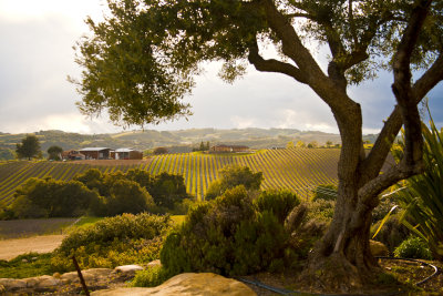 View of Ecluse Winery, late afternoon