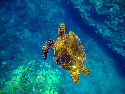 Under water Maui