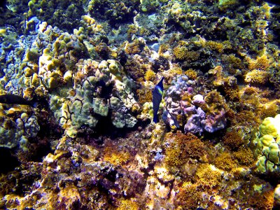 Under water Maui