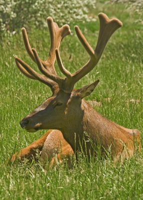 Stag elk 5