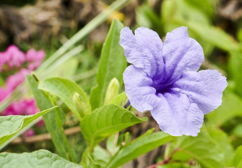 Tropical violet