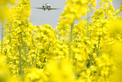 Canola Fields