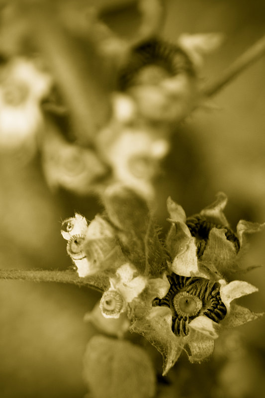 August 16th - Hollyhock Pods