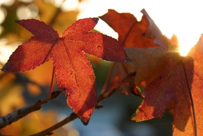 November 20th - Fall Leaves