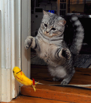 bird attacking