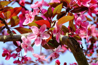 Pink Spring Blossom